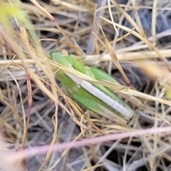 Bermius brachycerus at Fraser, ACT - 24 Oct 2023