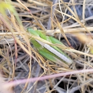 Bermius brachycerus at Fraser, ACT - 24 Oct 2023