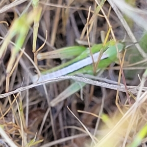 Bermius brachycerus at Fraser, ACT - 24 Oct 2023