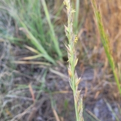 Lolium arundinaceum (Tall Fescue) at Fraser, ACT - 24 Oct 2023 by trevorpreston