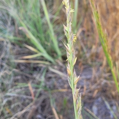 Festuca arundinacea (Tall Fescue) at Fraser, ACT - 24 Oct 2023 by trevorpreston