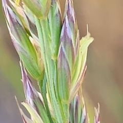 Lolium arundinaceum at Fraser, ACT - 24 Oct 2023