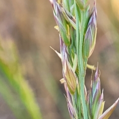 Lolium arundinaceum at Fraser, ACT - 24 Oct 2023 04:55 PM