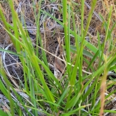 Lolium arundinaceum at Fraser, ACT - 24 Oct 2023 04:55 PM