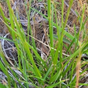 Lolium arundinaceum at Fraser, ACT - 24 Oct 2023 04:55 PM