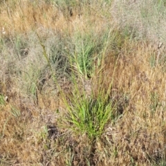 Lolium arundinaceum at Fraser, ACT - 24 Oct 2023 04:55 PM