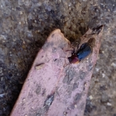 Aporocera sp. (genus) (Unidentified Aporocera leaf beetle) at Aranda, ACT - 24 Oct 2023 by Jubeyjubes