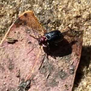 Aporocera sp. (genus) at Aranda, ACT - 24 Oct 2023 12:28 PM