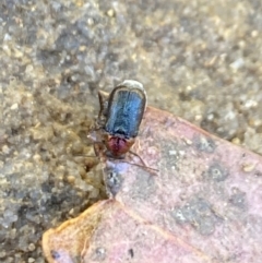 Aporocera sp. (genus) at Aranda, ACT - 24 Oct 2023