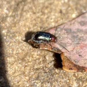 Aporocera sp. (genus) at Aranda, ACT - 24 Oct 2023