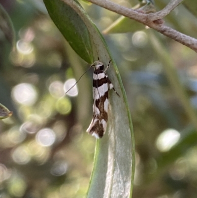 Macrobathra desmotoma ( A Cosmet moth) at Aranda, ACT - 24 Oct 2023 by Jubeyjubes