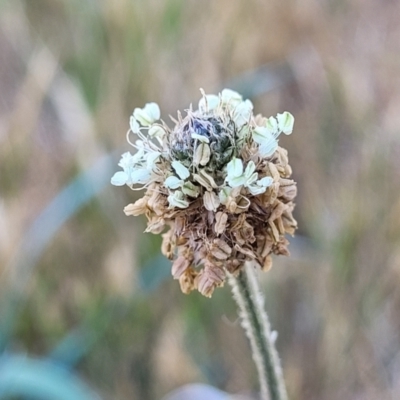 Plantago lanceolata (Ribwort Plantain, Lamb's Tongues) at Fraser, ACT - 24 Oct 2023 by trevorpreston