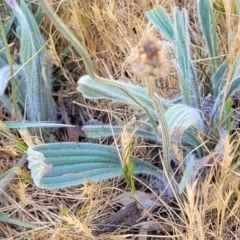 Plantago lanceolata at Fraser, ACT - 24 Oct 2023