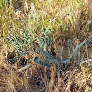 Plantago lanceolata at Fraser, ACT - 24 Oct 2023 04:54 PM