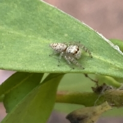 Opisthoncus grassator (Jumping spider) at Aranda, ACT - 24 Oct 2023 by Jubeyjubes