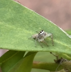 Opisthoncus grassator at Aranda, ACT - 24 Oct 2023