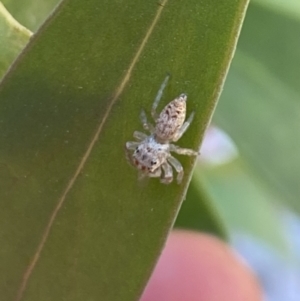 Opisthoncus grassator at Aranda, ACT - 24 Oct 2023