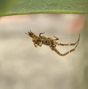 Philoponella congregabilis at Aranda, ACT - 24 Oct 2023