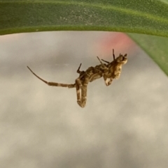 Philoponella congregabilis at Aranda, ACT - 24 Oct 2023