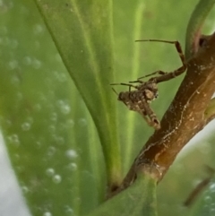 Philoponella congregabilis at Aranda, ACT - 24 Oct 2023