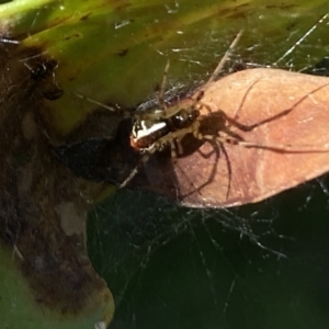 Theridion pyramidale at Aranda, ACT - 24 Oct 2023 05:26 PM