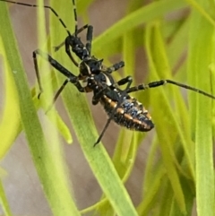 Reduviidae (family) (An assassin bug) at Aranda, ACT - 24 Oct 2023 by Jubeyjubes