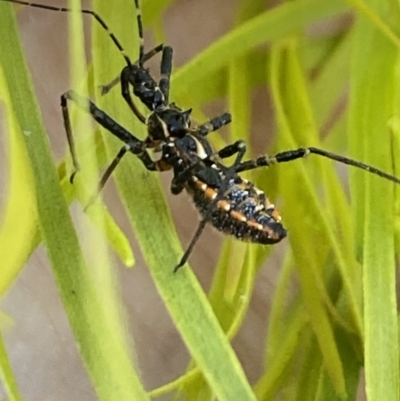 Reduviidae (family) (An assassin bug) at Aranda, ACT - 24 Oct 2023 by Jubeyjubes