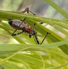 Reduviidae (family) at Aranda, ACT - 24 Oct 2023 05:41 PM