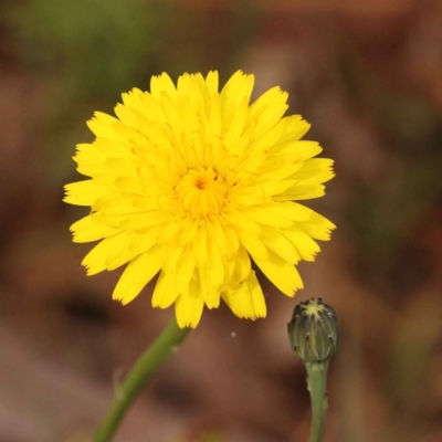 Hypochaeris radicata (Cat's Ear, Flatweed) at Caladenia Forest, O'Connor - 21 Oct 2023 by ConBoekel