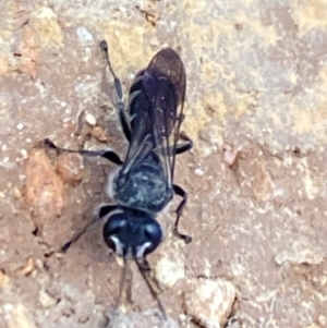 Pison sp. (genus) at Aranda, ACT - 24 Oct 2023