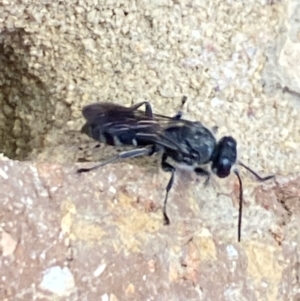 Pison sp. (genus) at Aranda, ACT - 24 Oct 2023