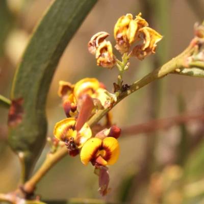 Daviesia mimosoides subsp. mimosoides at Caladenia Forest, O'Connor - 21 Oct 2023 by ConBoekel