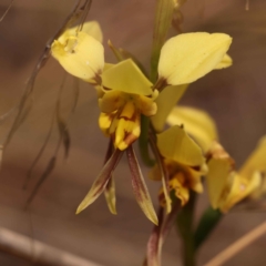 Diuris sulphurea (Tiger Orchid) at Caladenia Forest, O'Connor - 21 Oct 2023 by ConBoekel