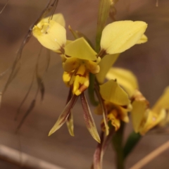 Diuris sulphurea (Tiger Orchid) at O'Connor, ACT - 21 Oct 2023 by ConBoekel