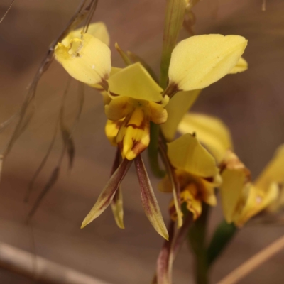 Diuris sulphurea (Tiger Orchid) at Caladenia Forest, O'Connor - 21 Oct 2023 by ConBoekel