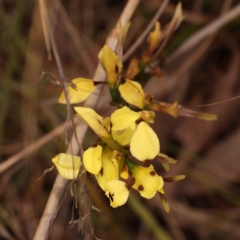 Diuris sulphurea at O'Connor, ACT - suppressed