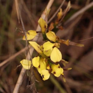 Diuris sulphurea at O'Connor, ACT - 21 Oct 2023