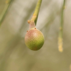 Exocarpos cupressiformis (Cherry Ballart) at Caladenia Forest, O'Connor - 21 Oct 2023 by ConBoekel