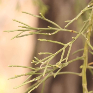 Exocarpos cupressiformis at Canberra Central, ACT - 21 Oct 2023