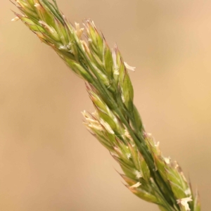 Festuca sp. at Canberra Central, ACT - 21 Oct 2023