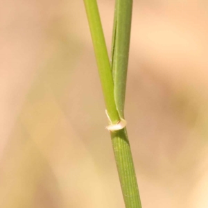 Festuca sp. at Canberra Central, ACT - 21 Oct 2023