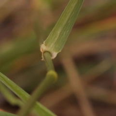 Festuca sp. at Canberra Central, ACT - 21 Oct 2023