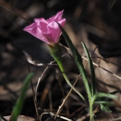 Convolvulus angustissimus subsp. angustissimus (Australian Bindweed) at Melrose - 23 Oct 2023 by roman_soroka