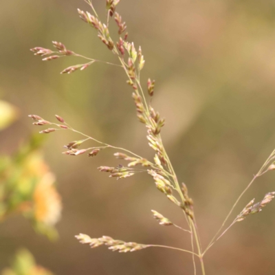 Poa sieberiana (Poa Tussock) at Canberra Central, ACT - 21 Oct 2023 by ConBoekel