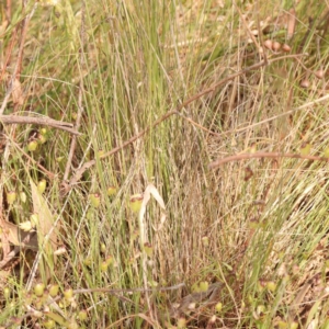 Poa sieberiana at Canberra Central, ACT - 21 Oct 2023