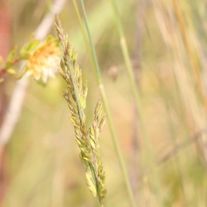 Poa sieberiana at Canberra Central, ACT - 21 Oct 2023