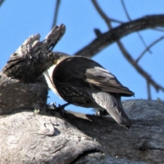 Cormobates leucophaea (White-throated Treecreeper) at Bobundara, NSW - 3 Apr 2018 by AndyRoo