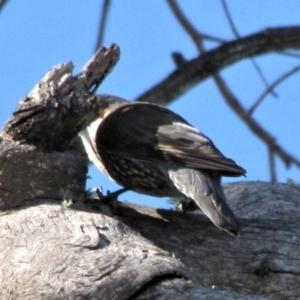 Cormobates leucophaea at Bobundara, NSW - 3 Apr 2018