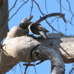 Cormobates leucophaea at Bobundara, NSW - 3 Apr 2018