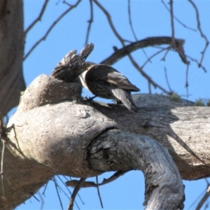 Cormobates leucophaea at Bobundara, NSW - 3 Apr 2018 02:56 PM